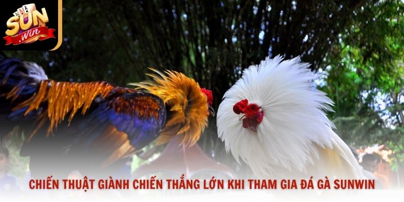 Chiến thuật giành chiến thắng lớn khi tham gia đá gà Sunwin